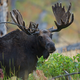 Illustration for article titled Brooklyn Educator Sends Graphic Email About Butchering a Moose, Is Hella Fired